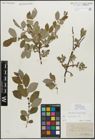 Foto von Salix myrsinifolia Salisb.